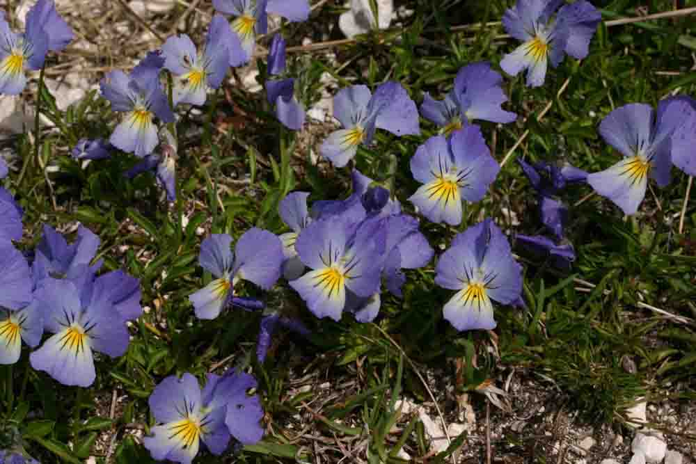 Viola eugeniae / Viola di Eugenia